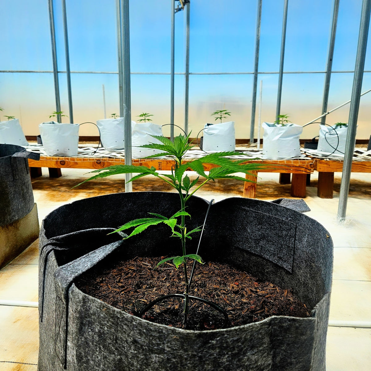 Bulk Autoflower Seeds 101: The Complete Guide
