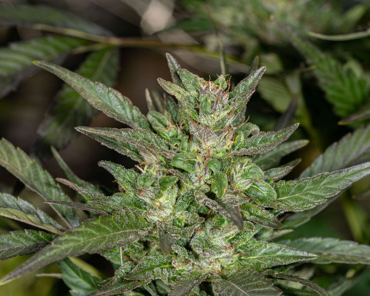 Germinating Marijuana Seeds: The Ultimate Guide
