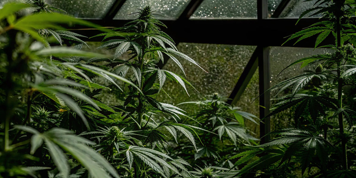 THCV-rich cannabis strain with lush green leaves.