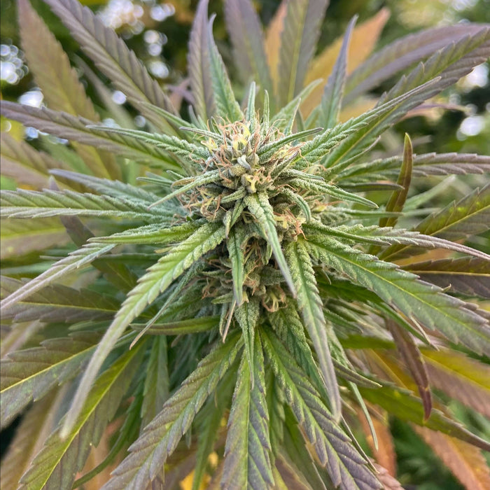Irish Grapez CBD Seeds