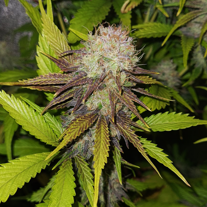 Vendetta CBDV Seeds
